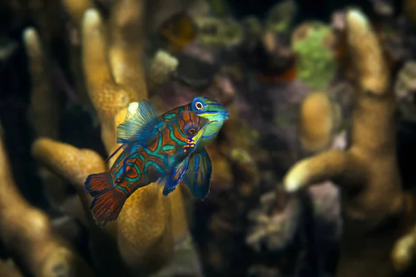 Blick Auf Farbige Meeresfische Die Unter Wasser Meer Schwimmen — Stockfoto