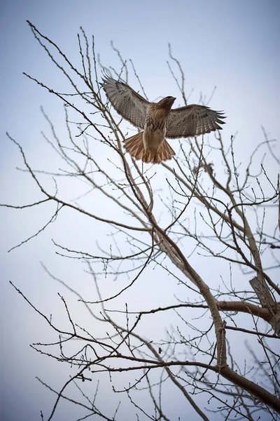 Ein Roter Falke Fliegt Von Einem Baum Gegen Einen Klaren — Stockfoto