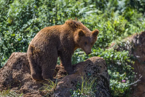 Urso Marrom Chão Cercado Por Plantas Durante Dia — Fotografia de Stock