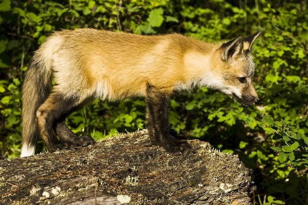 Seitenansicht Des Fuchses Der Tagsüber Gegen Pflanzen Über Den Boden — Stockfoto