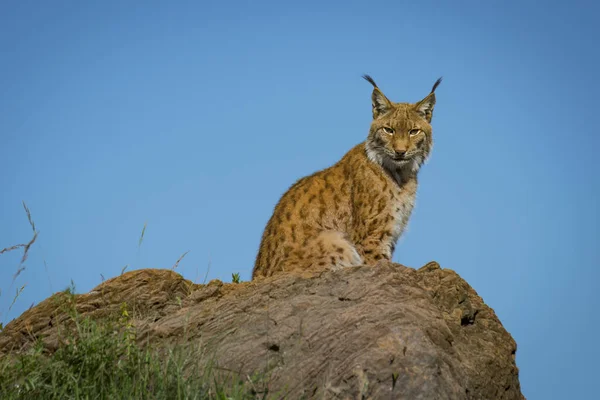 Lynx Seduta Sulla Roccia Guardando Fotocamera Durante Giorno — Foto Stock