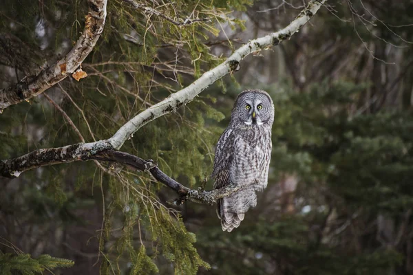 Grote Grijze Uil Strix Nebulosa Thunder Bay Ontario Canada — Stockfoto