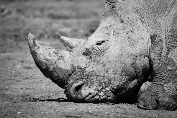 Cuadro Blanco Negro Rinoceronte Con Cabeza Suelo —  Fotos de Stock