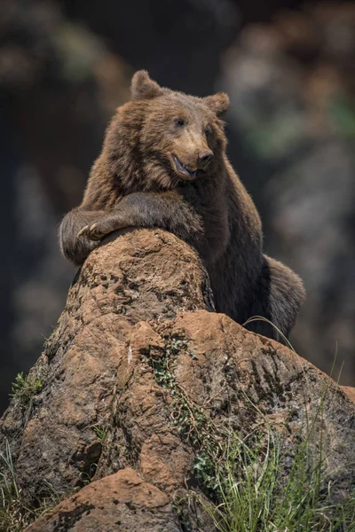 Καφέ Αρκούδα Θέτοντας Επί Εδάφους Και Κοιτάζοντας Μακριά Θολή Φόντο — Φωτογραφία Αρχείου