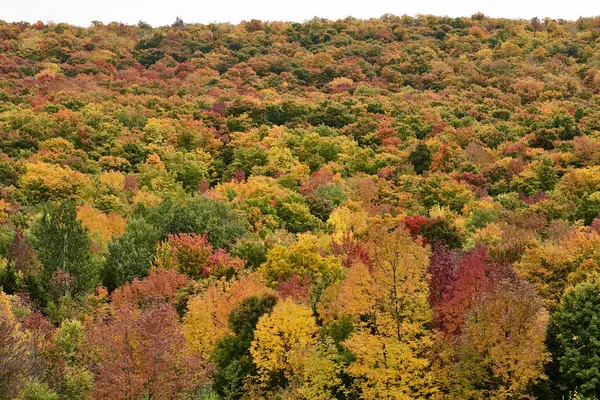 Jesienią Kolorowe Liści Lesie Dunham Quebec Kanada — Zdjęcie stockowe