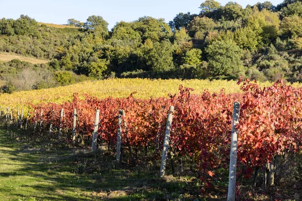 Vista Valla Contra Plantas Arbustos Con Colchón Sobre Fondo — Foto de Stock