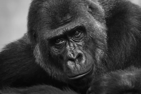 Portrait Photo Noir Blanc Muselière Gorille — Photo