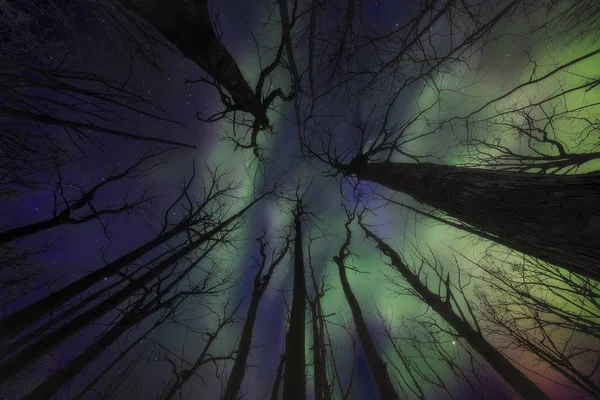 Visão Baixo Ângulo Árvores Sem Folhas Contra Céu Noturno Com — Fotografia de Stock