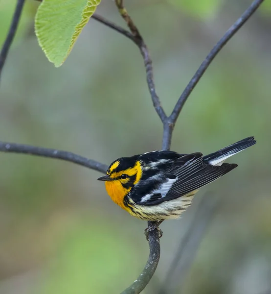 Ansicht Des Vogels Auf Zweigen Mit Grün Verschwommenem Hintergrund — Stockfoto