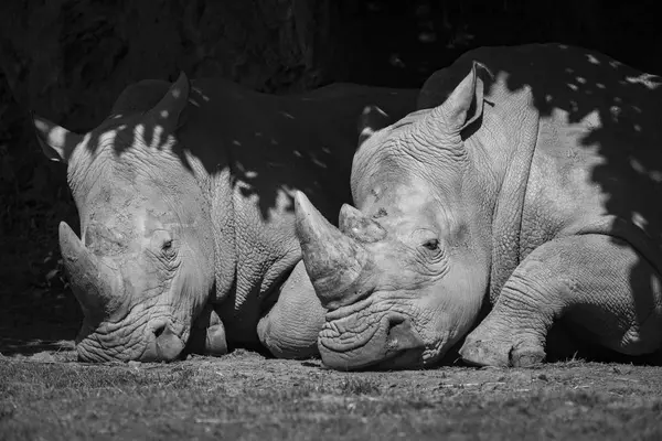 Black White Picture Two Rhinos Laying Ground — Stock Photo, Image