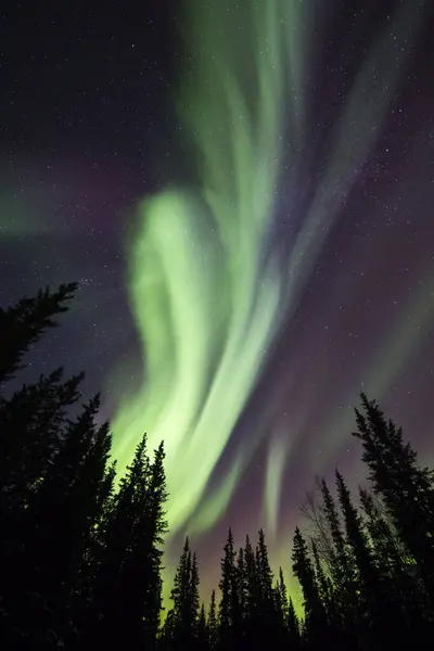 Aurora Borealis Silhouetted Trees Clearwater State Recreation Site Delta Junction — Stock fotografie