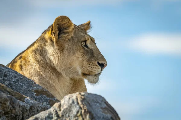 Scenic View Majestic Lioness Wild Nature — Stock Photo, Image