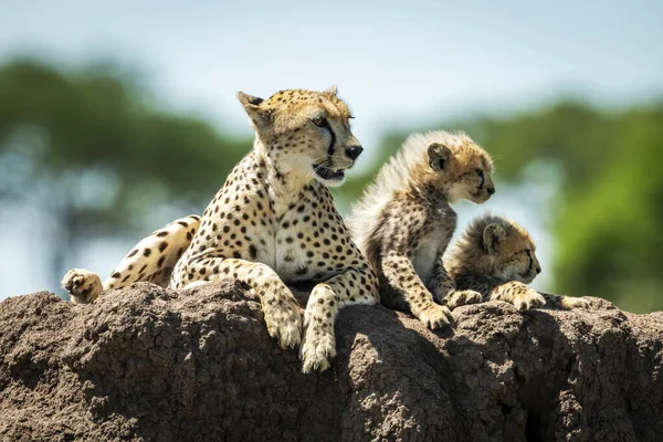 Majestoso Cheetahs Retrato Cênico Natureza Selvagem Fundo Borrado — Fotografia de Stock