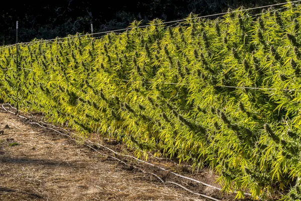 Piante Cannabis Che Crescono Fila Cave Junction Oregon Stati Uniti — Foto Stock