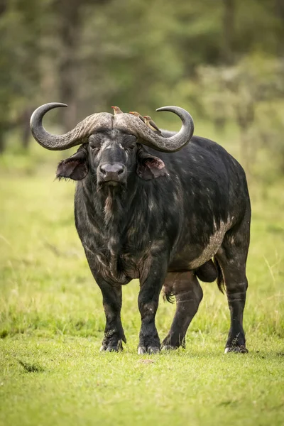 野生の自然の中でアフリカの水牛の風景 — ストック写真