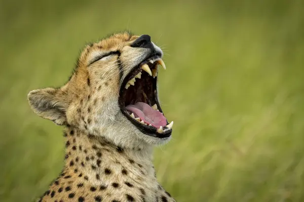 Majestuoso Retrato Escénico Cheetah Naturaleza Salvaje Fondo Borroso —  Fotos de Stock