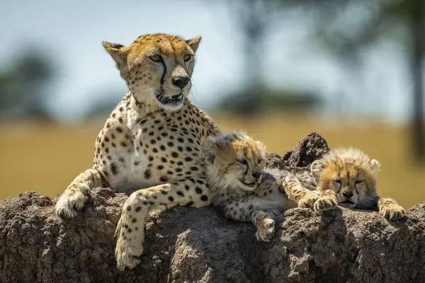 Majestuoso Retrato Escénico Cheetahs Naturaleza Salvaje Fondo Borroso — Foto de Stock