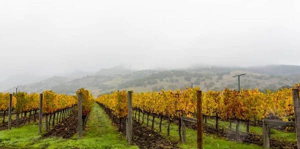 Nebel Über Einem Weinberg Herbst Napa Tal Kalifornien Vereinigte Staaten — Stockfoto