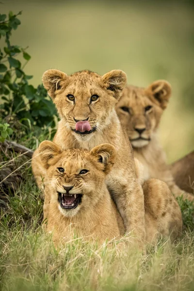 Vista Cênica Três Filhotes Leão Bonitos Natureza Selvagem — Fotografia de Stock