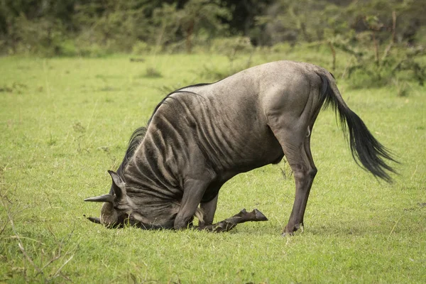 Wildebeest Connochaetes Taurinus Pihentető Fej Földön Savannah Kleins Camp Serengeti — Stock Fotó