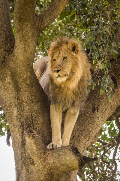 Vue Panoramique Lion Majestueux Nature Sauvage Escalade Arbre — Photo