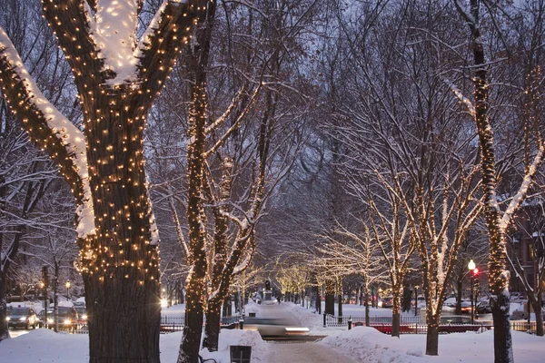 Decorated Trees Avenue Winter Commonwealth Avenue Boston Massachusetts Usa — Stock Photo, Image