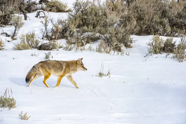 Coyote Canis Latrans Trottant Travers Une Prairie Enneigée Par Une — Photo