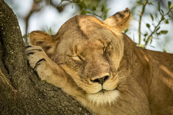 Живописный Вид Величественного Льва Дикую Природу Спящего Дереве — стоковое фото