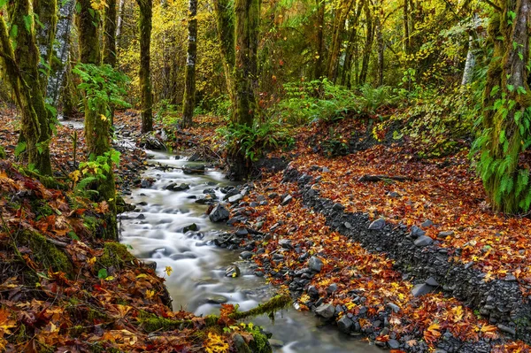 Осенью Ручей Протекает Через Тропический Лес Орегон Соединенные Штаты Америки — стоковое фото