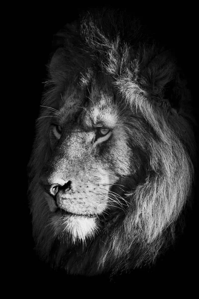 Scenic View Majestic Lion Wild Nature Monochrome — Stock Photo, Image