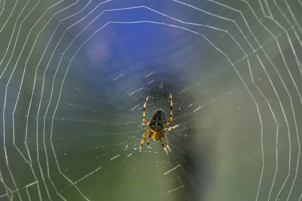 European Garden Spider Araneus Diadematus Filatura Web Fine Estate Astoria — Foto Stock