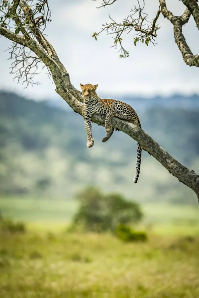 Majestic Beautiful Leopard Relaxing Tree — Stock Photo, Image