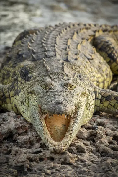 Açık Çeneli Nil Timsahı Crocodylus Niloticus Grumeti Serengeti Çadırlı Kampı — Stok fotoğraf