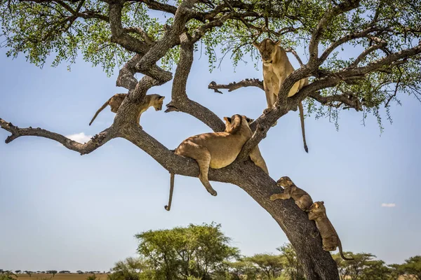 Ağacın Üzerinde Vahşi Doğa Manzaralı Görkemli Aslanlar — Stok fotoğraf