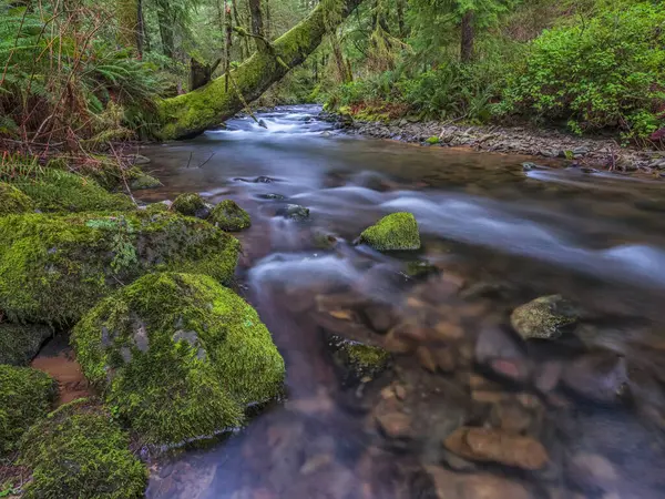 Fluxo Que Atravessa Floresta Tropical Longo Costa Oregon Oregon Estados — Fotografia de Stock