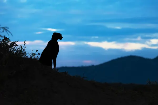 Majesteettinen Cheetah Luonnonkaunis Muotokuva Luonnossa — kuvapankkivalokuva