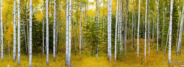 Panorama Bosque Álamo Follaje Color Otoñal Saskatchewan Canadá —  Fotos de Stock