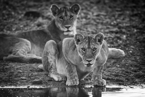 Malebný Pohled Majestátní Lvy Divoké Přírodě Monochromatický — Stock fotografie