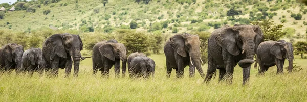 Vista Panorámica Hermosa Elefante Gris Naturaleza Salvaje — Foto de Stock