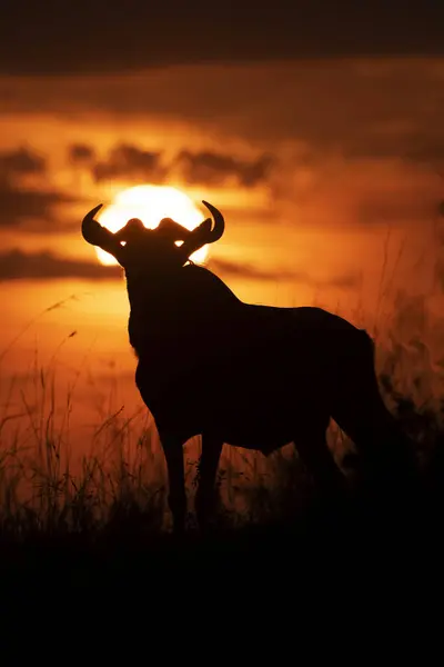 Silhueta Gnus Azul Connochaetes Taurinus Contra Céu Pôr Sol Acampamento — Fotografia de Stock