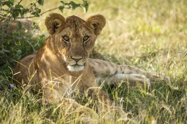Vacker Utsikt Över Majestätiska Lejon Vild Natur — Stockfoto