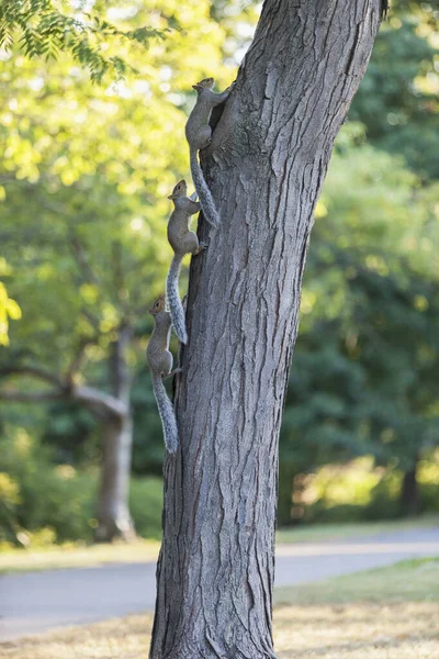 Three Squirrels Running Tree Boston Common Boston Massachusetts Usa — Stock Photo, Image
