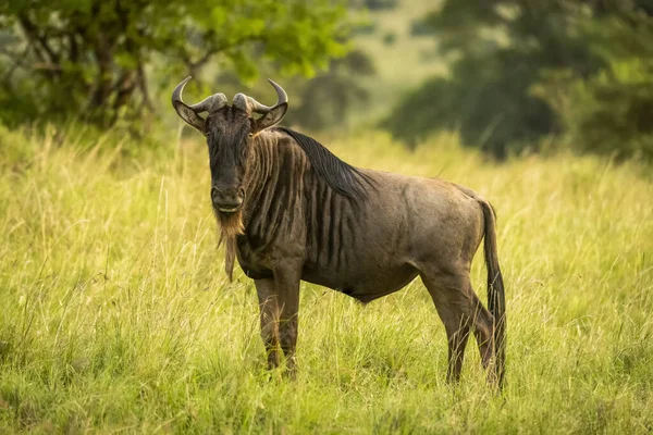 Blue Wildebeest Connochaetes Taurinus Assistindo Câmera Grama Cottars 1920 Safari — Fotografia de Stock