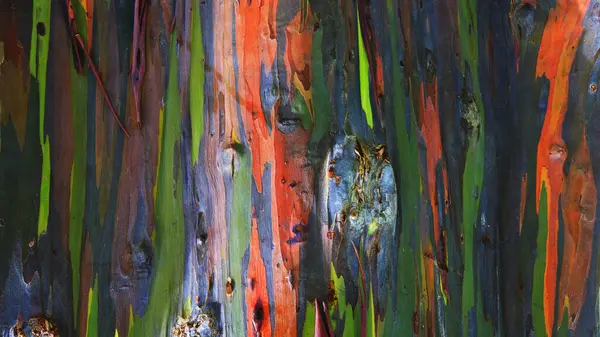 在美利坚合众国夏威夷考艾岛彩虹桉树 Eucalyptus Deglupta 上的树皮细节特写 — 图库照片