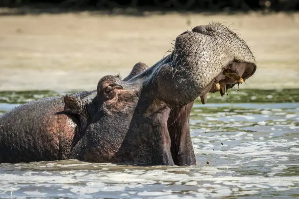 Schilderachtig Uitzicht Majestueuze Schattige Hippopotamus Wilde Natuur — Stockfoto