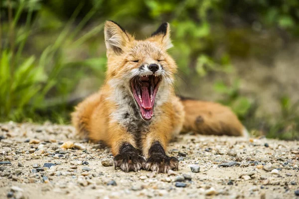 Red Fox Vulpes Vulpes Kit Yawning Entrance Den Burrow Fairbanks — Stock Photo, Image