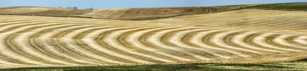 Graphic Harvest Lines Rolling Stubble Field Blue Sky West Beiseker — Stock Photo, Image