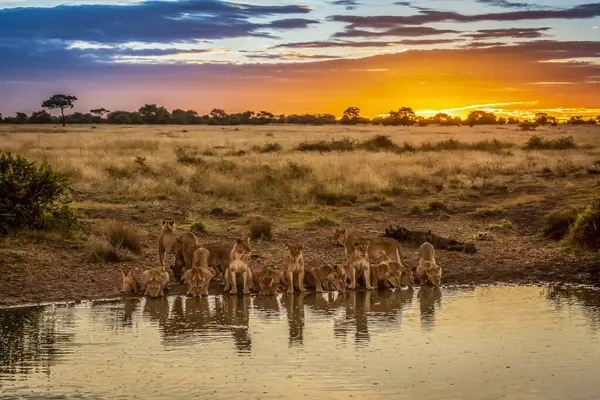 Scenic View Majestic Lions Wild Nature Drinking Water Sunset — Stock Photo, Image