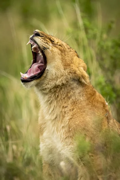 Scenic View Majestic Lion Wild Nature — Stock Photo, Image