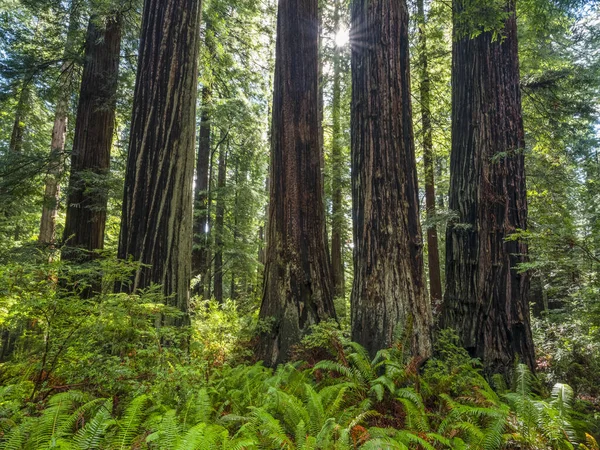 Vista Panorámica Los Famosos Bosques Secuoyas Del Norte California California — Foto de Stock